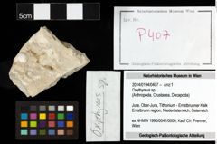 Foto (Objekt + Etiketten) von Oxythyreus sp. 